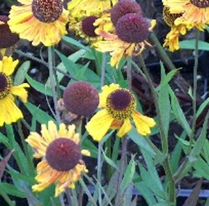 Helenium 'Wyndley' geen maat specificatie 0,55L/P9cm - afbeelding 2