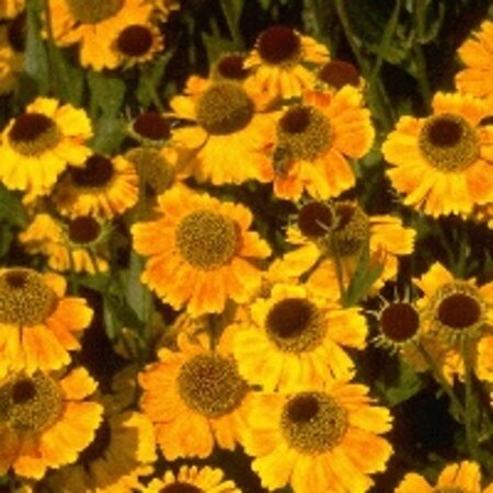 Helenium 'Wyndley' geen maat specificatie 0,55L/P9cm - afbeelding 3