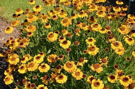 Helenium 'Wyndley' geen maat specificatie 0,55L/P9cm - afbeelding 4