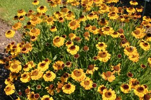 Helenium 'Wyndley' geen maat specificatie 0,55L/P9cm - afbeelding 4
