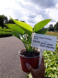 Hosta 'Abiqua Drinking Gourd' geen maat specificatie 0,55L/P9cm