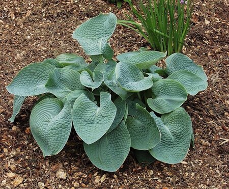 Hosta 'Abiqua Drinking Gourd' geen maat specificatie 0,55L/P9cm - afbeelding 2