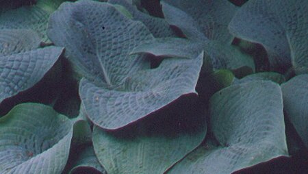 Hosta 'Big Mama' geen maat specificatie 0,55L/P9cm