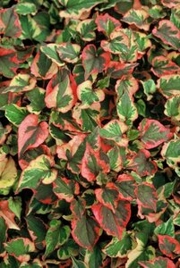 Houttuynia cordata 'Chameleon' geen maat specificatie 0,55L/P9cm - afbeelding 3