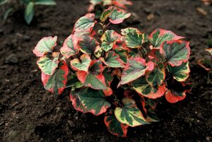 Houttuynia cordata 'Chameleon' geen maat specificatie 0,55L/P9cm - afbeelding 4