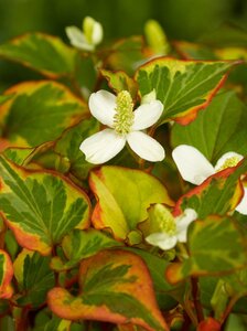 Houttuynia cordata 'Chameleon' geen maat specificatie 0,55L/P9cm - afbeelding 2