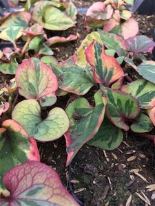 Houttuynia cordata 'Chameleon' geen maat specificatie 0,55L/P9cm