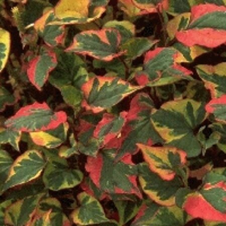 Houttuynia cordata 'Chameleon' geen maat specificatie 0,55L/P9cm - image 1