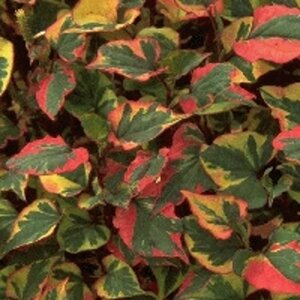 Houttuynia cordata 'Chameleon' geen maat specificatie 0,55L/P9cm