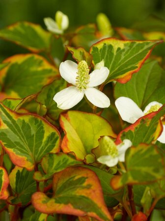 Houttuynia cordata 'Chameleon' geen maat specificatie 0,55L/P9cm - image 2