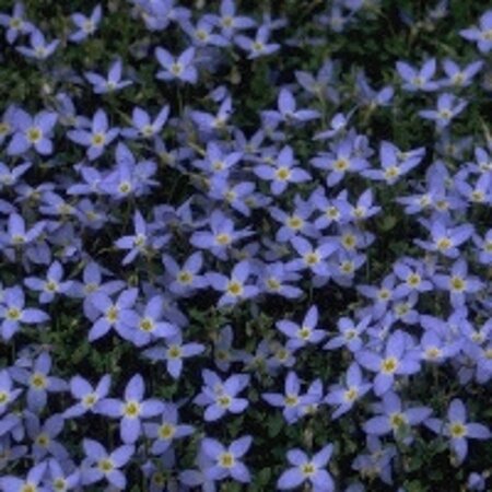 Houstonia caer. 'Millard's Variety' geen maat specificatie 0,55L/P9cm - afbeelding 1