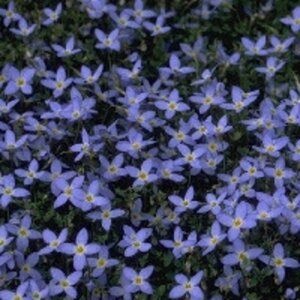 Houstonia caer. 'Millard's Variety' geen maat specificatie 0,55L/P9cm - afbeelding 1