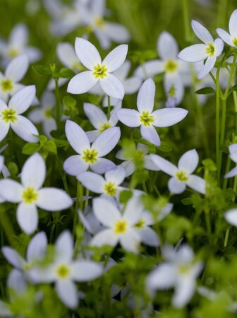 Houstonia caer. 'Millard's Variety' geen maat specificatie 0,55L/P9cm - afbeelding 2