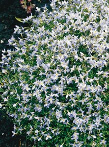 Houstonia caer. 'Millard's Variety' geen maat specificatie 0,55L/P9cm - afbeelding 3