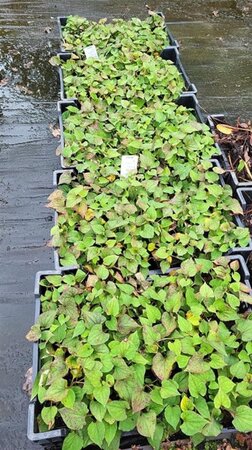 Houttuynia cordata geen maat specificatie 0,55L/P9cm - afbeelding 2