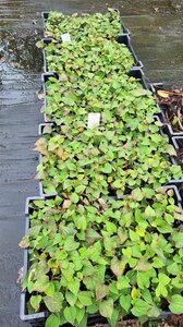 Houttuynia cordata geen maat specificatie 0,55L/P9cm - afbeelding 2