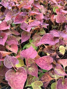 Houttuynia cordata geen maat specificatie 0,55L/P9cm