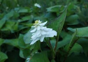 Houttuynia cordata 'Plena' geen maat specificatie 0,55L/P9cm - afbeelding 1