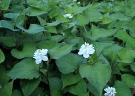 Houttuynia cordata 'Plena' geen maat specificatie 0,55L/P9cm - afbeelding 2