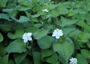 Houttuynia cordata 'Plena' geen maat specificatie 0,55L/P9cm - afbeelding 2