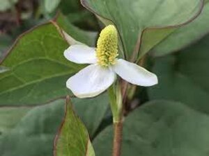 Houttuynia cordata 'Plena' geen maat specificatie 0,55L/P9cm - afbeelding 3
