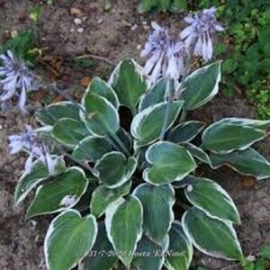 Hosta 'El Niño' geen maat specificatie 0,55L/P9cm