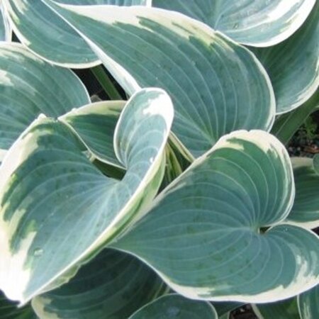 Hosta 'El Niño' geen maat specificatie 0,55L/P9cm - afbeelding 2