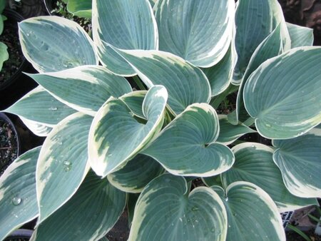 Hosta 'El Niño' geen maat specificatie 0,55L/P9cm - afbeelding 3