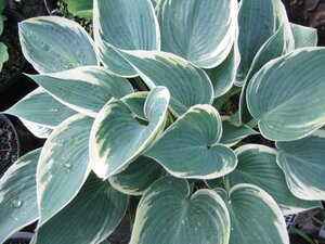Hosta 'El Niño' geen maat specificatie 0,55L/P9cm - afbeelding 3