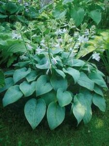 Hosta 'Fragrant Blue' geen maat specificatie 0,55L/P9cm - afbeelding 2