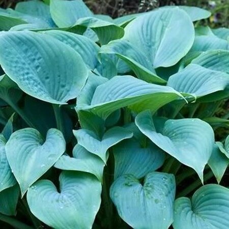 Hosta 'Fragrant Blue' geen maat specificatie 0,55L/P9cm - afbeelding 3