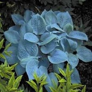 Hosta 'Fragrant Blue' geen maat specificatie 0,55L/P9cm