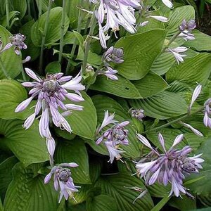 Hosta 'Fortunei Hyacinthina' geen maat specificatie 0,55L/P9cm - afbeelding 3