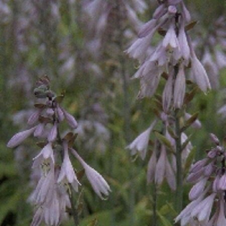 Hosta 'Fortunei Hyacinthina' geen maat specificatie 0,55L/P9cm - afbeelding 2