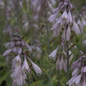 Hosta 'Fortunei Hyacinthina' geen maat specificatie 0,55L/P9cm - afbeelding 2