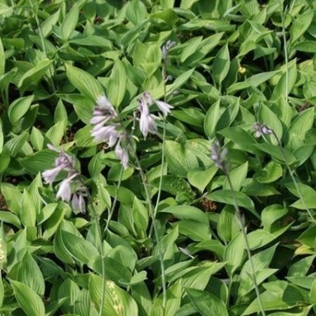 Hosta 'Fortunei Hyacinthina' geen maat specificatie 0,55L/P9cm - afbeelding 4