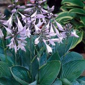 Hosta 'Fortunei Hyacinthina' geen maat specificatie 0,55L/P9cm - afbeelding 5