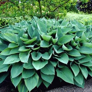 Hosta 'Fortunei Hyacinthina' geen maat specificatie 0,55L/P9cm