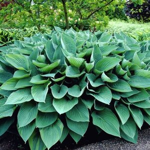 Hosta 'Fortunei Hyacinthina' geen maat specificatie 0,55L/P9cm - afbeelding 5