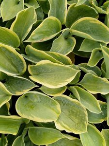 Hosta 'Frances Williams' geen maat specificatie 0,55L/P9cm - afbeelding 5