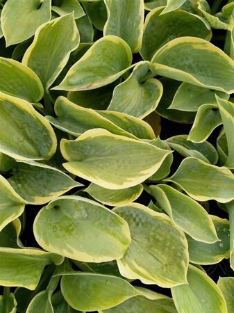 Hosta 'Frances Williams' geen maat specificatie 0,55L/P9cm - afbeelding 3