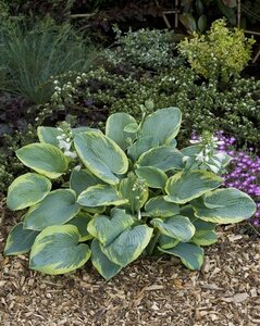 Hosta 'Frances Williams' geen maat specificatie 0,55L/P9cm