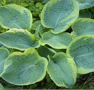 Hosta 'Frances Williams' geen maat specificatie 0,55L/P9cm - afbeelding 4