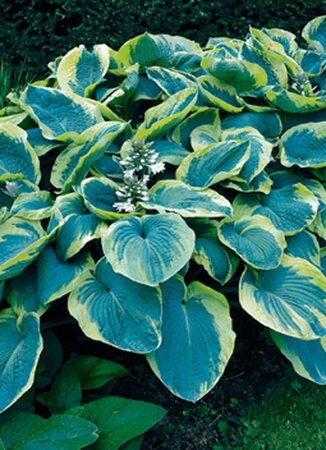 Hosta 'Frances Williams' geen maat specificatie 0,55L/P9cm - afbeelding 5