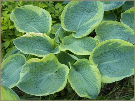 Hosta 'Frances Williams' geen maat specificatie 0,55L/P9cm - afbeelding 3