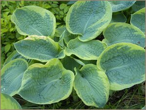 Hosta 'Frances Williams' geen maat specificatie 0,55L/P9cm - afbeelding 3