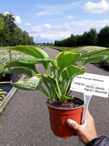 Hosta 'Frances Williams' geen maat specificatie 0,55L/P9cm - afbeelding 2