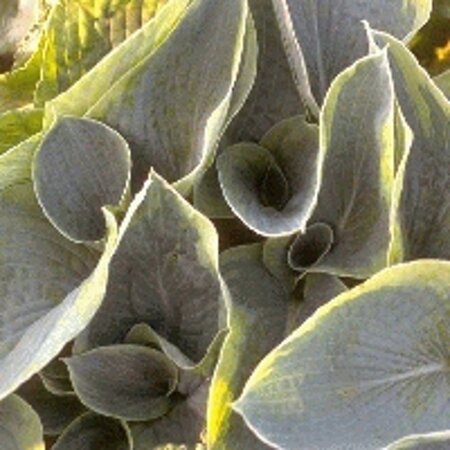 Hosta 'Frances Williams' geen maat specificatie 0,55L/P9cm - afbeelding 6