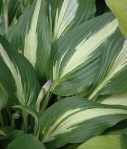 Hosta 'Night Before Christmas' geen maat specificatie 0,55L/P9cm