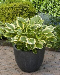 Hosta 'So Sweet' geen maat specificatie 0,55L/P9cm